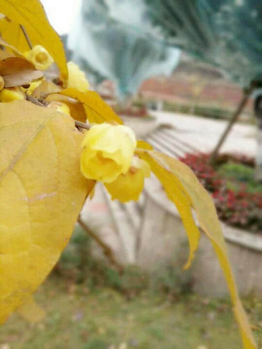 黄梅盛开的季节，亲人盼得花儿都快谢了