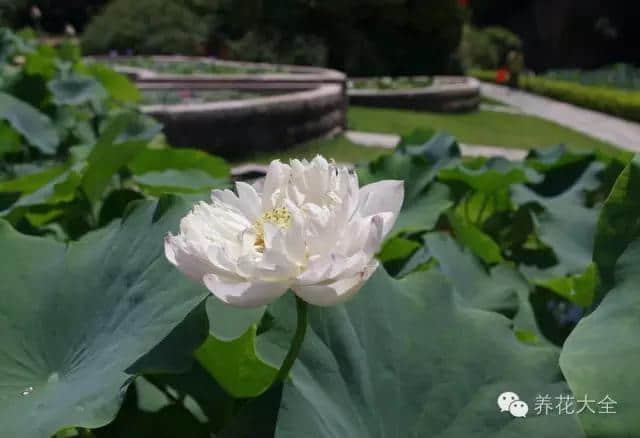 天太热？50种荷花伴你清凉一夏！