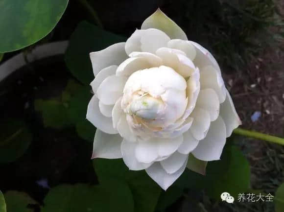 天太热？50种荷花伴你清凉一夏！