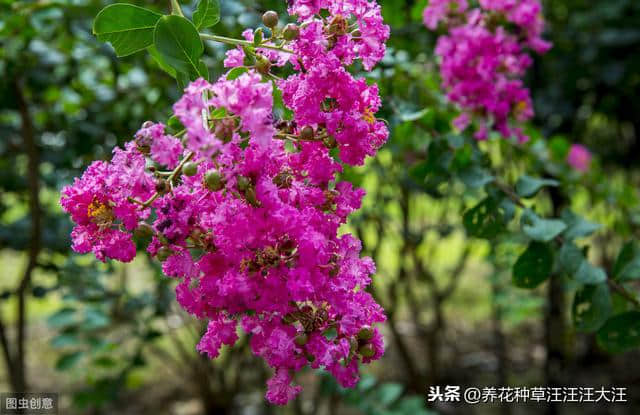 谁道花无百日红，紫薇长放半年花，做好两点，紫薇开花多，花期长