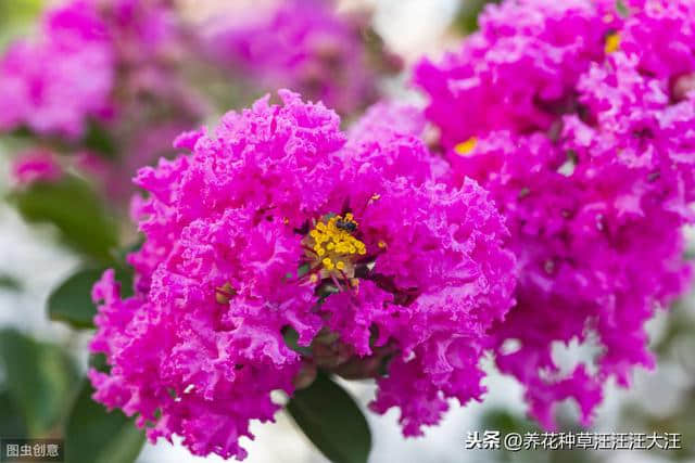 谁道花无百日红，紫薇长放半年花，做好两点，紫薇开花多，花期长