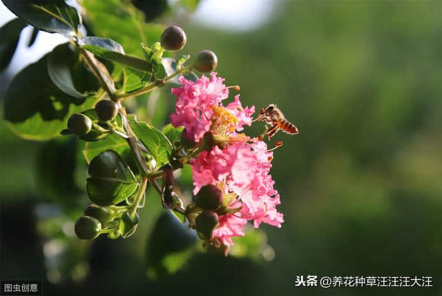 谁道花无百日红，紫薇长放半年花，做好两点，紫薇开花多，花期长