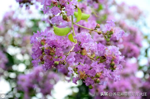 谁道花无百日红，紫薇长放半年花，做好两点，紫薇开花多，花期长