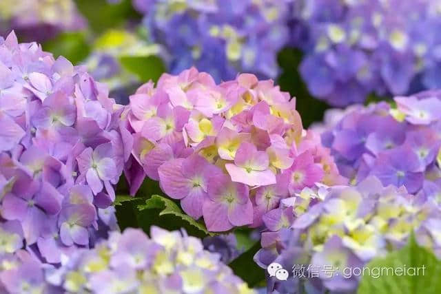 日本梅雨季的紫阳花