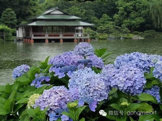 日本梅雨季的紫阳花