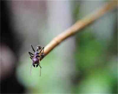 巴西神秘部落盛行的蚂蚁叮咬仪式，像子弹穿射般痛苦