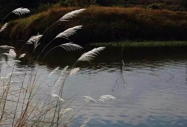 秋天的荻花，就是最美的秋日诗词