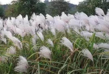 秋天的荻花，就是最美的秋日诗词