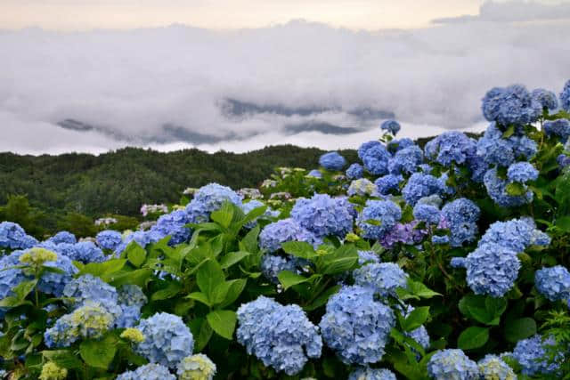 错过了樱花季？没关系，快来这些地方看紫阳花吧！