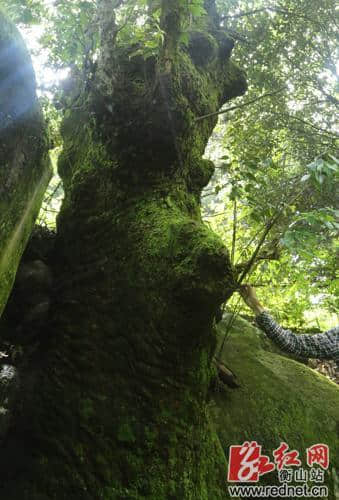 衡山县白云岭发现大量珍稀濒危植物