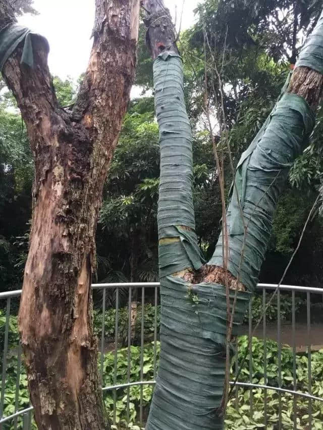 一棵树换一套房，农村种这些树才赚钱！附中国各地宜种珍贵树参考