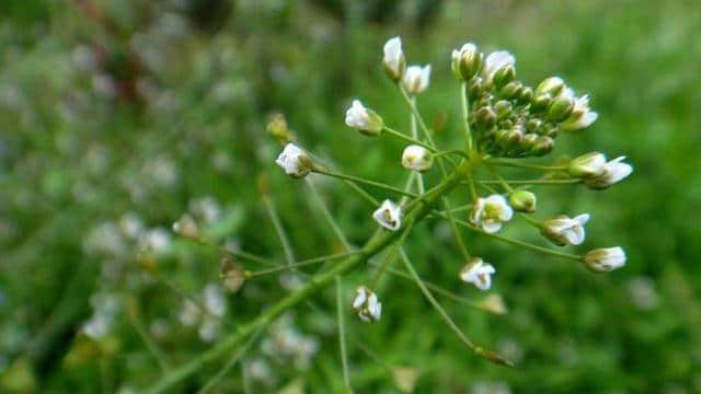 【诗词鉴赏】春在溪头野荠花，古诗词中的荠菜花！