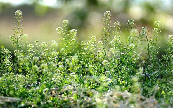 【诗词鉴赏】春在溪头野荠花，古诗词中的荠菜花！