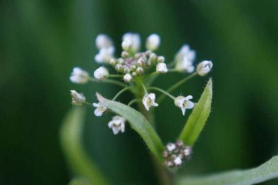 【诗词鉴赏】春在溪头野荠花，古诗词中的荠菜花！