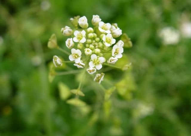 【诗词鉴赏】春在溪头野荠花，古诗词中的荠菜花！