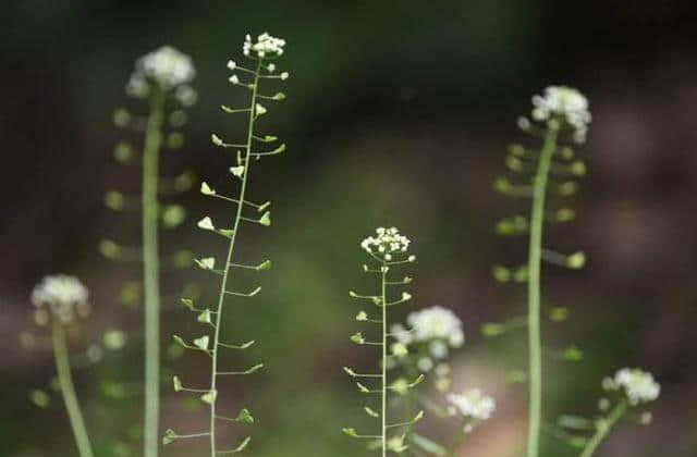 【诗词鉴赏】春在溪头野荠花，古诗词中的荠菜花！