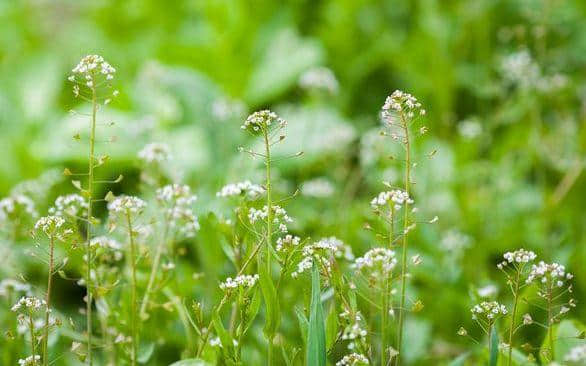 【诗词鉴赏】春在溪头野荠花，古诗词中的荠菜花！