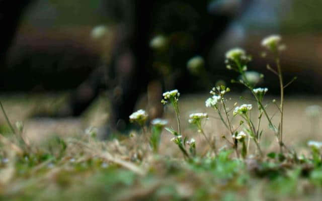 【诗词鉴赏】春在溪头野荠花，古诗词中的荠菜花！