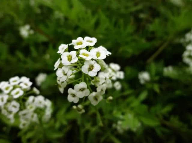 【诗词鉴赏】春在溪头野荠花，古诗词中的荠菜花！