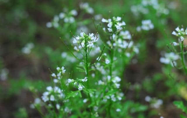 【诗词鉴赏】春在溪头野荠花，古诗词中的荠菜花！