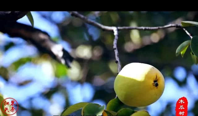 不要以为木瓜只是南方有，山西这两棵年头不是一般的长