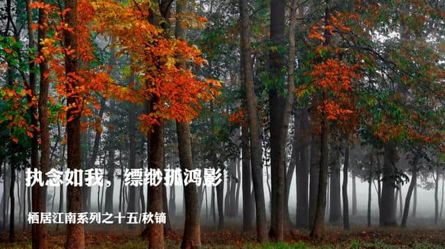 「原创」执念如我，缥缈孤鸿影