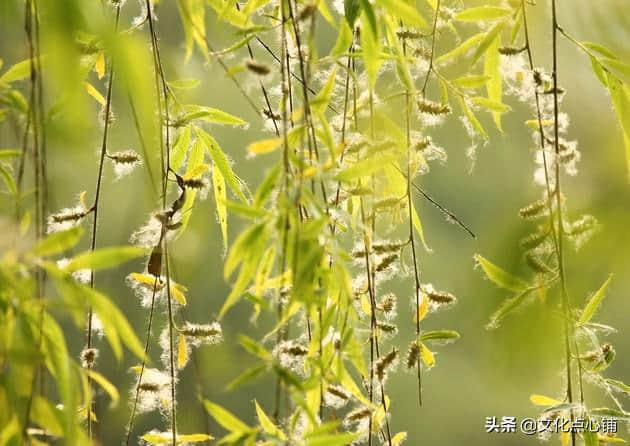 你是否对“杨花”有误解？蒋元龙此词告诉你，它是朵“游子花”！