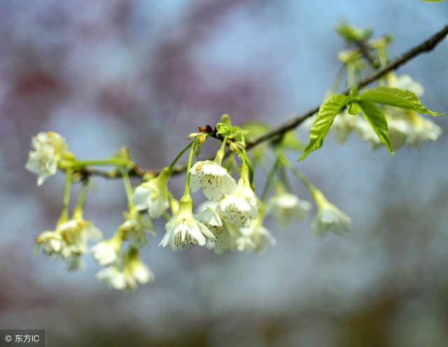 中医上火分为虚火、实火和郁火，祛火都用哪些药？别弄错了