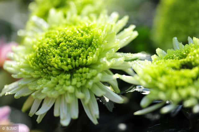 菊花代表杀戮吗？黄巢为菊花写诗，日本皇室的家徽也是菊花