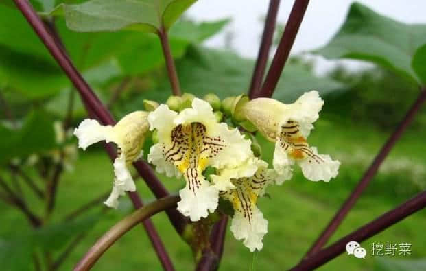 教你识野菜│树上长豆角？这故乡的树，古人常用它，我们也别忘了