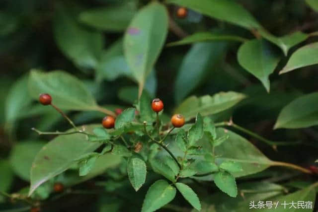 游览金庸笔下的缥缈峰，住苏州西山农家乐，吃大闸蟹！