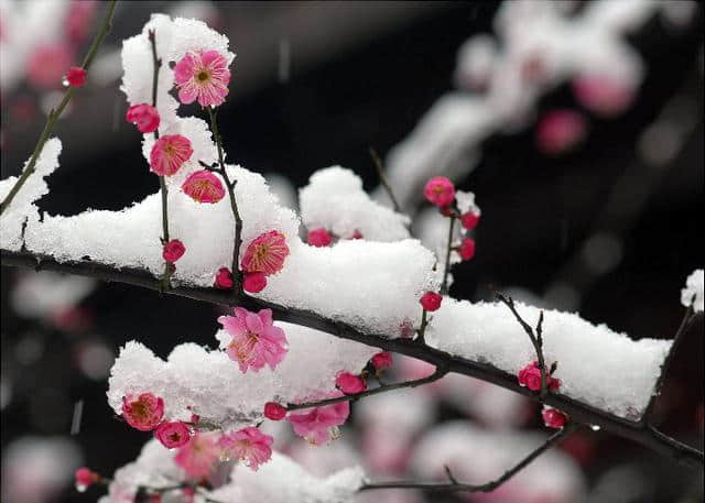 “遥知不是雪，为有暗香来” 不仅有美好的寓意，还能带来好运！