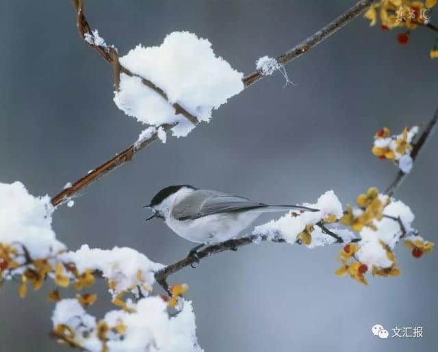 醒来，10-14℃！今日小雪，这10首经典诗词陪你静候初雪