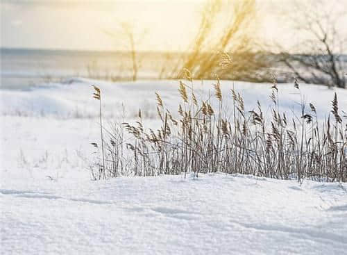 大雪节气到了，知名度很高的二十句经典大雪诗词