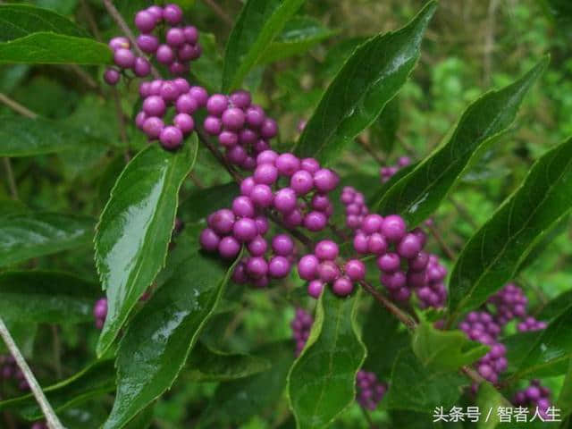 既可观赏；又能药用 让你认识漂亮的植物——紫珠