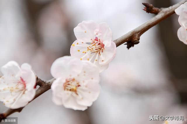 十首《浣溪沙》玉碗冰寒滴露华，粉融香雪透轻纱 晚来妆面胜荷花