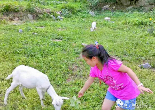 蓬头稚子学垂纶 侧坐莓苔草映身(听娃讲作文)