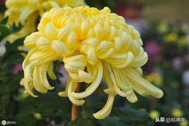 黄巢的两首《菊花》诗，让一个山大王跻身文学史，千古留名