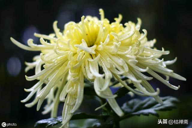 黄巢的两首《菊花》诗，让一个山大王跻身文学史，千古留名