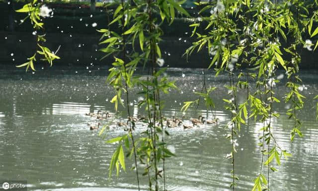 杨花榆荚无才思，惟解漫天作雪飞