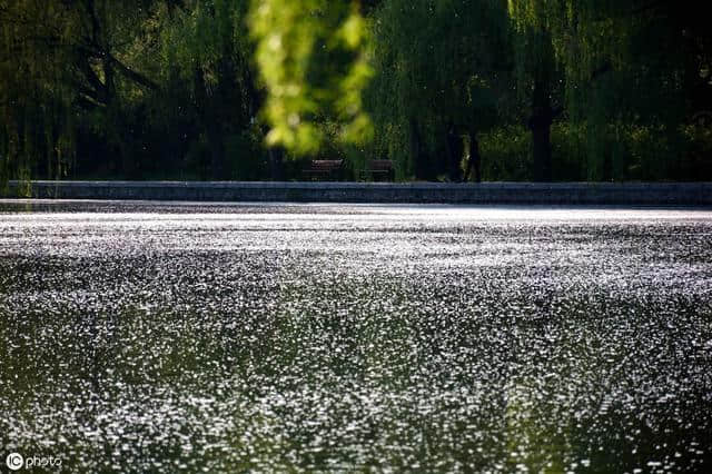 杨花榆荚无才思，惟解漫天作雪飞