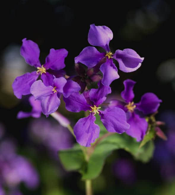 4月26日 诸葛菜