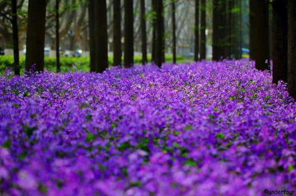 4月26日 诸葛菜