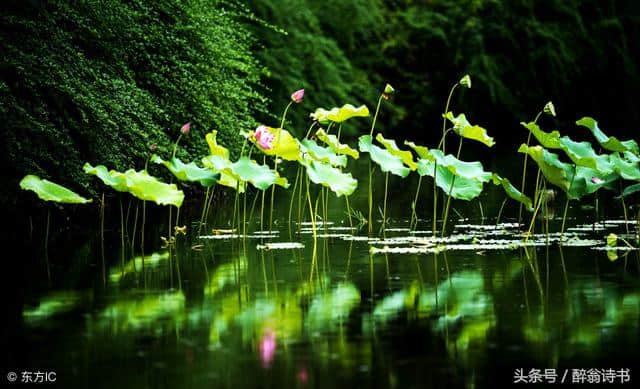 画堂春「莲池醉情」