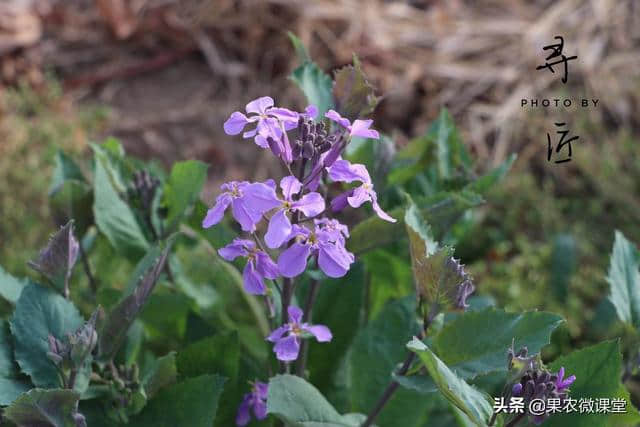 紫色油菜——诸葛菜，你知道她和诸葛孔明的渊源吗？