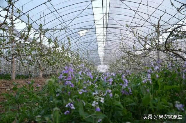 紫色油菜——诸葛菜，你知道她和诸葛孔明的渊源吗？