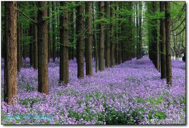 紫色油菜——诸葛菜，你知道她和诸葛孔明的渊源吗？