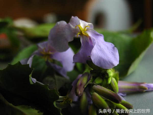 农村有种美味野菜叫“诸葛菜”能降血压软血管，很多人却把它当花