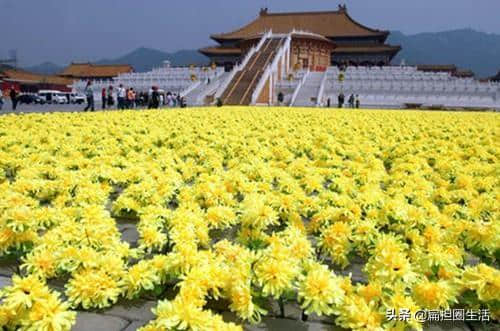 落第才子写下一首咏菊诗，气势雄浑悲壮，暗示起义军必能取得胜利