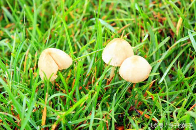 《袅袅秋风动，凄凄烟雨繁》秋韵《竟生》